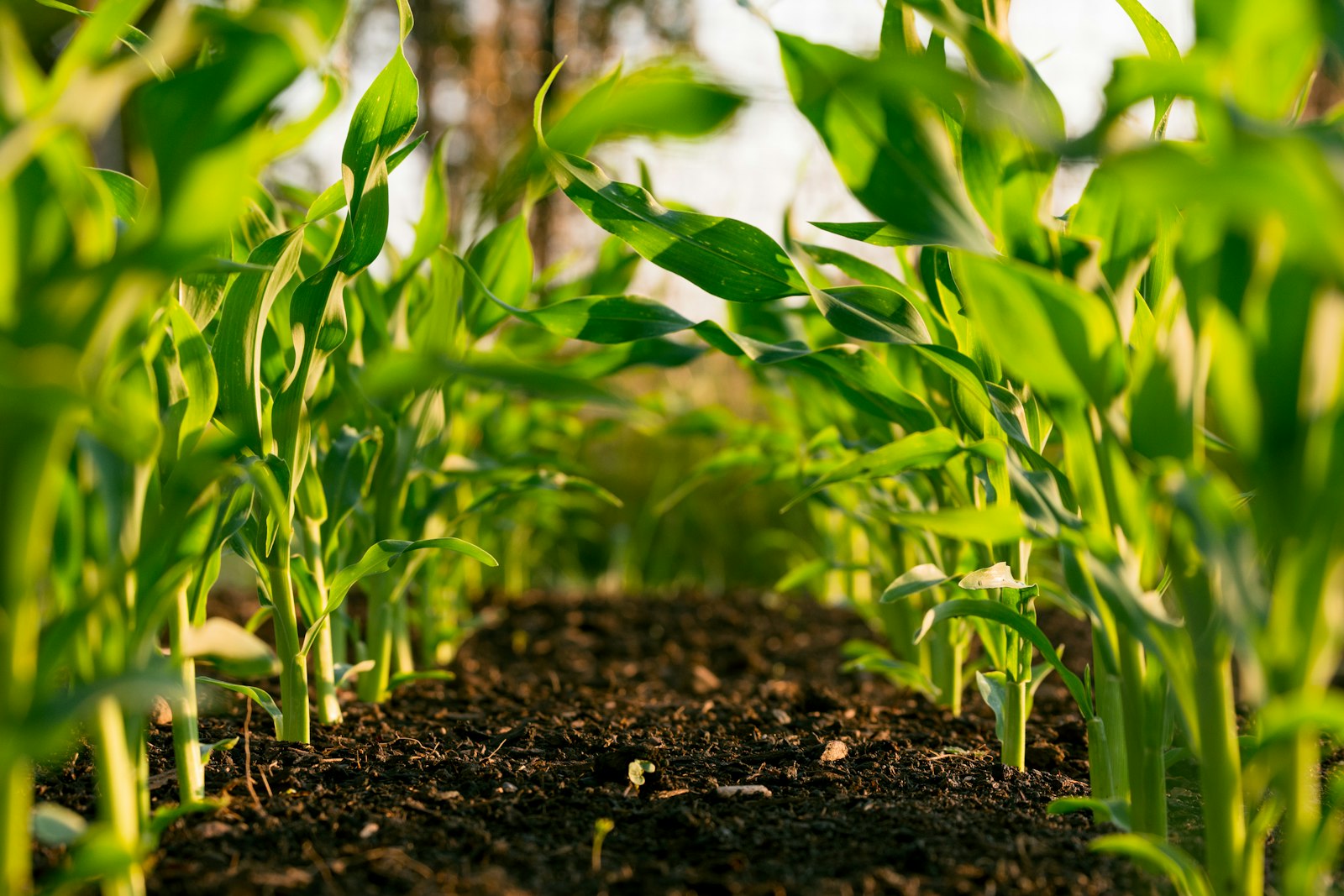 AgroBrasília 2026: nove circuitos tecnológicos colocam inovação, produtividade e sustentabilidade no centro do debate agrário brasileiro